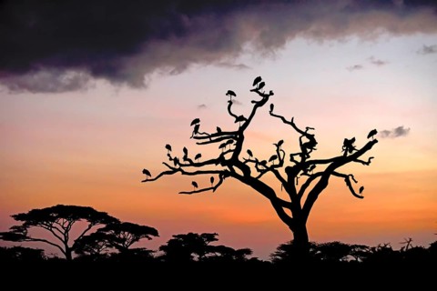 White Storks