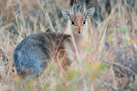 Kirk's Dik-dik
