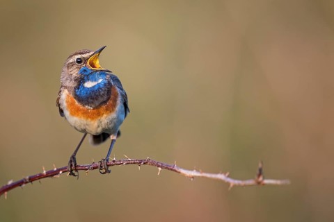 Bluethroat