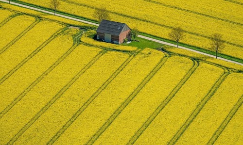 Rape fields on the city boundaries between Ruthen