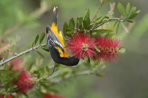 Baltimore Oriole