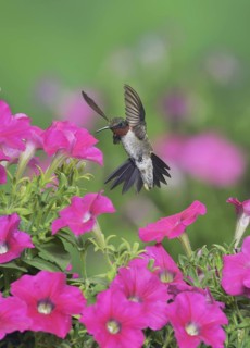 Ruby-throated Hummingbird