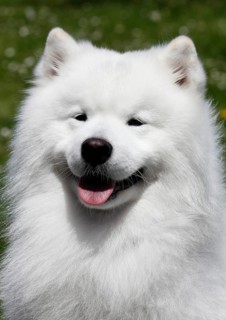 Samoyed