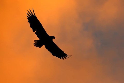White-tailed eagle