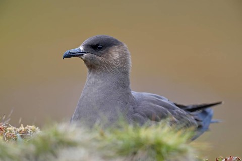 Long-tailed skua or long-tailed jaeger