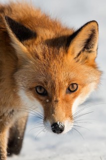 Red Fox