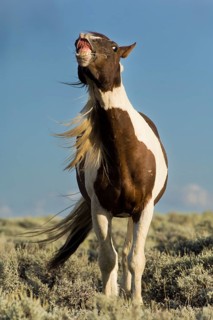 Mustang