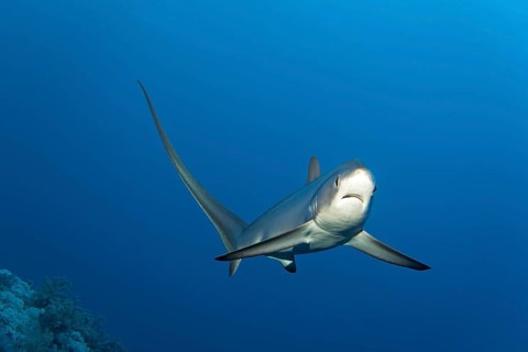 Common thresher
