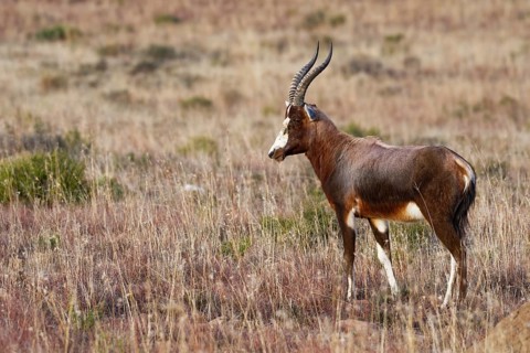 Blesbok