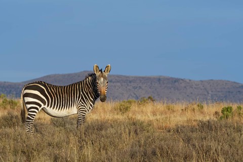 Cape mountain zebra