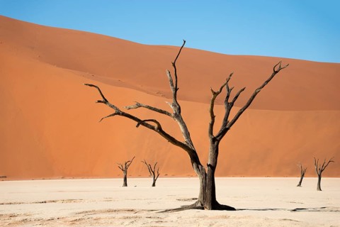 Dead camel or giraffe thorn