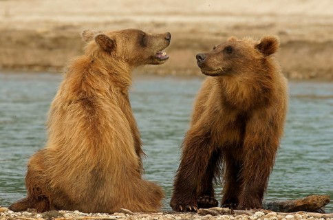 Brown bears