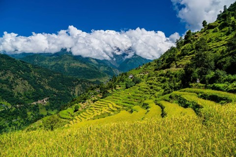 Agricultural landscape