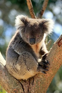 Koala