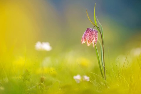 Snake's Head Fritillary
