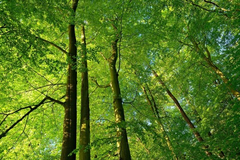 Untouched beech forest