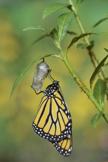 Monarch