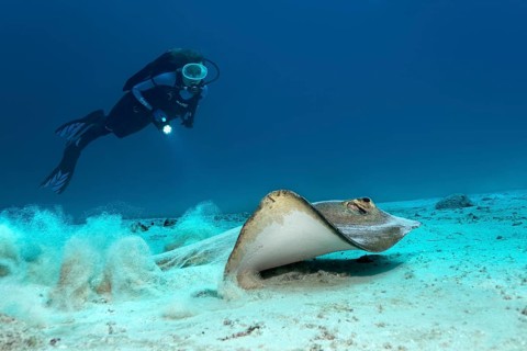 Cowtail stingray