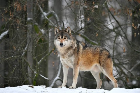 Eastern wolf
