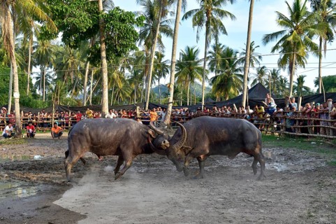 Two water buffalos