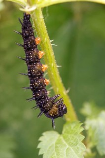 Caterpillar