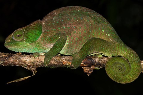 O' Shaughnessy's Chameleon