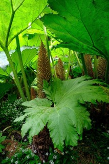 Leaves and flowers of Giant Rhubarb