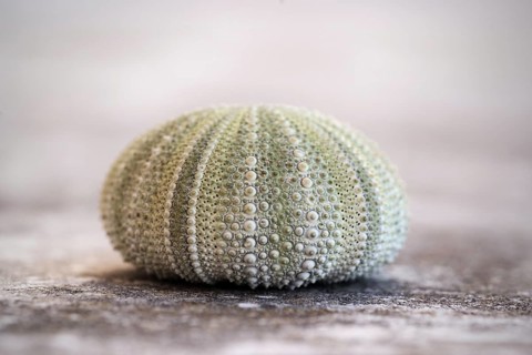 Sea urchin