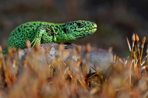 Male sand lizard