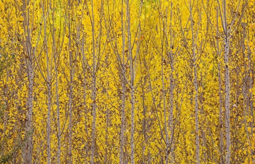 Yellow aspens