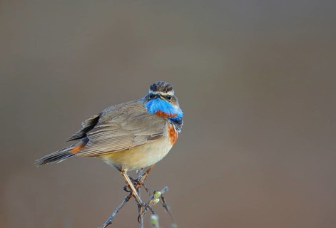 Red-spotted bluethroat