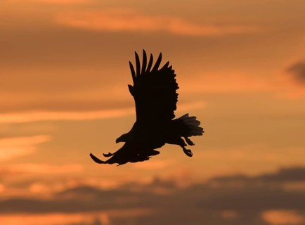 White-tailed eagle