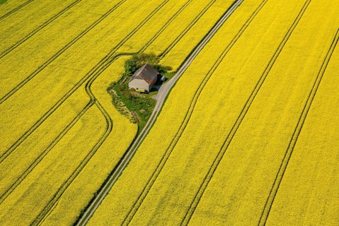 Rape fields on the city boundaries between Ruthen