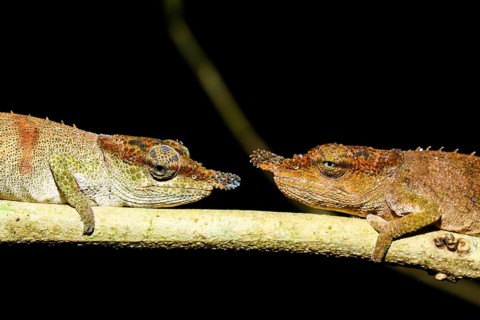 Chameleons