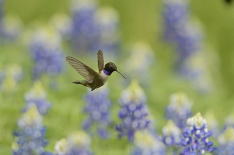 Black-chinned Hummingbird