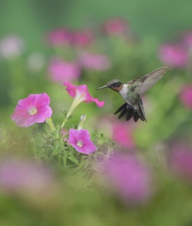 Ruby-throated Hummingbird
