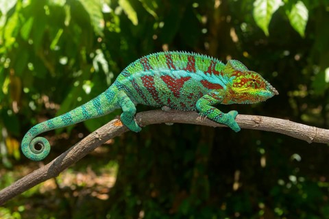 Panther chameleon