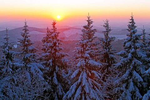 Snow covered spruce trees at sunset in winter