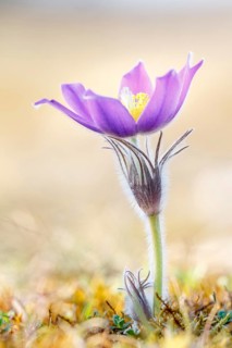 Pasque flower