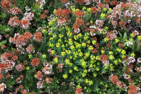 Heather vegetation with Mediterranean Heather