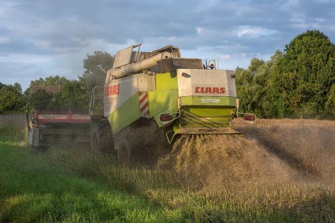 Combine harvester threshing rape