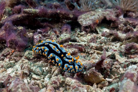 Warty Snail