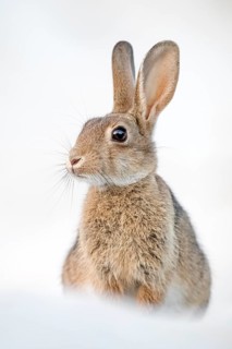 Wild rabbit