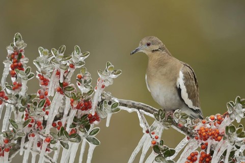 White-winged Dove