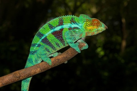Panther chameleon