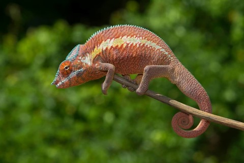 Panther chameleon
