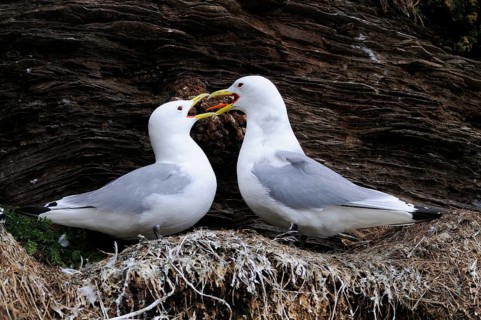 Kittiwakes