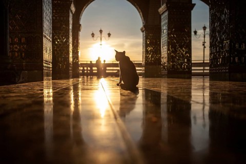 Cat inside Sutaungpyei Pagoda