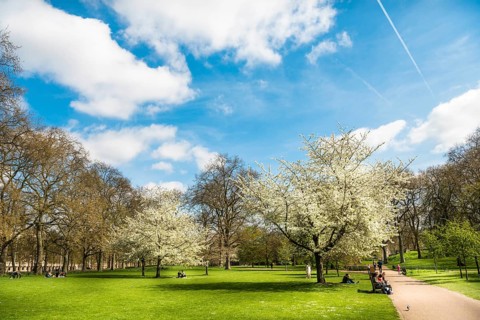 Flowering trees in spring