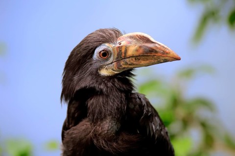 Visayan hornbill